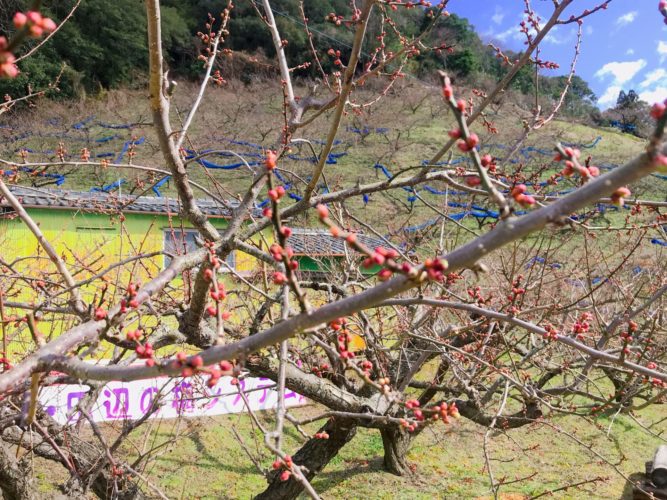 石神梅林開花状況