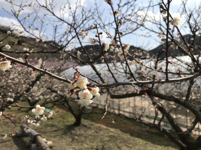 石神梅林開花状況