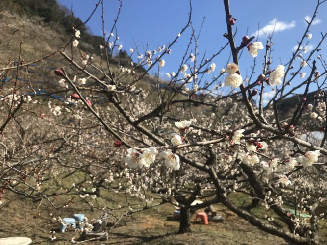 石神梅林開花状況