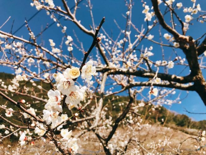 石神梅林開花状況