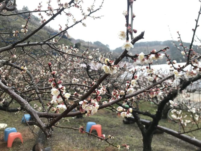 石神梅林開花状況