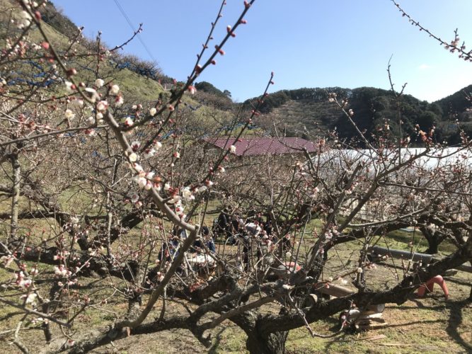 石神梅林開花状況