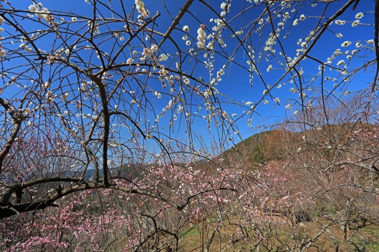 「青空に映えて」(堀内勇様(高野町伏原))
