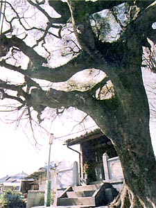 田辺素描-芳養一里塚