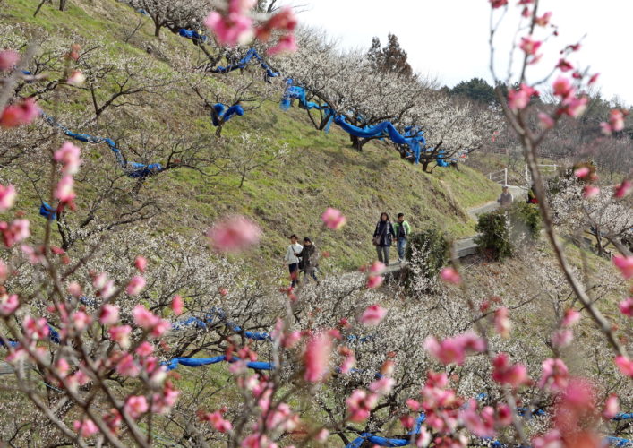 「春うらら」(吉野 菊夫(和歌山市井辺))