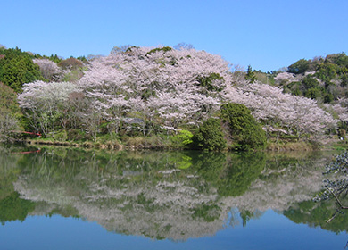 桜まつり