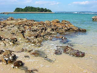 鳥の巣海岸