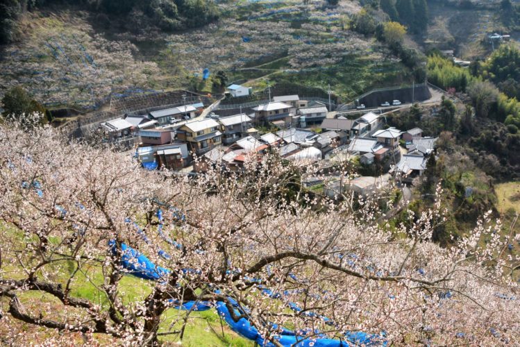 「梅の郷石神」(高島弘様(西牟婁郡白浜町))