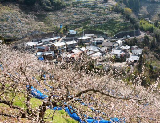 紀州石神田辺梅林